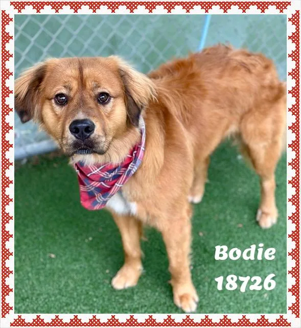 Bodie thumbnail 6