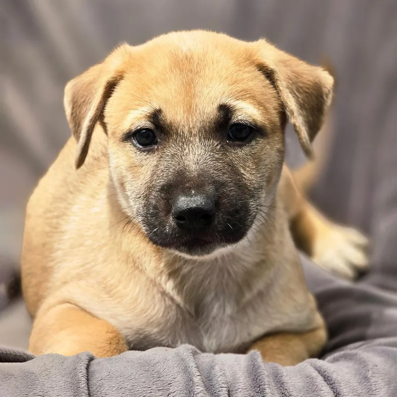 A baby large-sized male Shepherd dog named Chicago Pup  Blackhawks for adoption in San Diego, CA