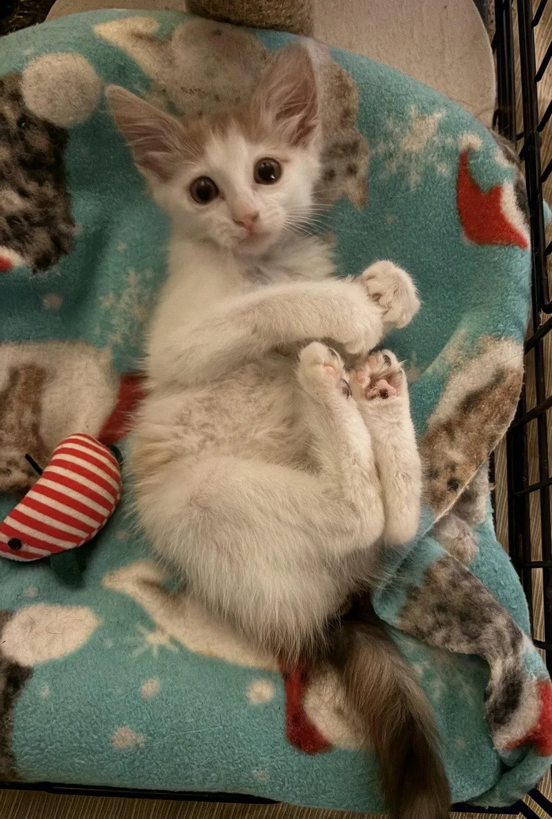 A baby medium-sized female Domestic Medium Hair cat named Flower for adoption in Los Alamitos, CA
