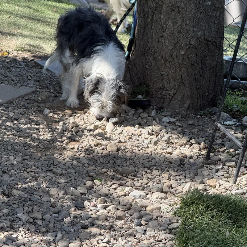 An adult small-sized female Yorkie Poo dog named Darla for adoption in Pleasant Valley, NY