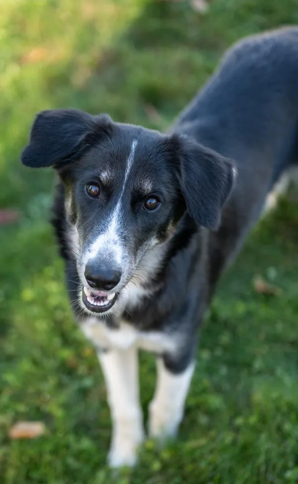 A young large-sized female Schnauzer dog named Sneezy for adoption in Stratham, NH