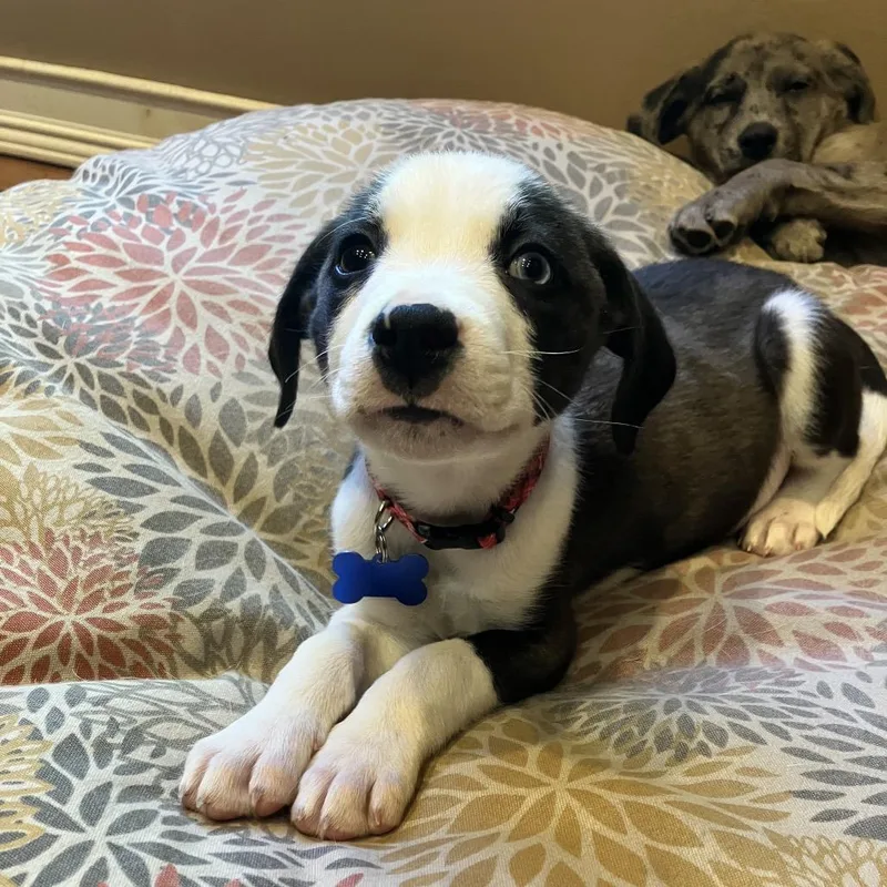 A baby small-sized male White / Cream Mixed Breed dog named Tropic for adoption in Ferndale, MI