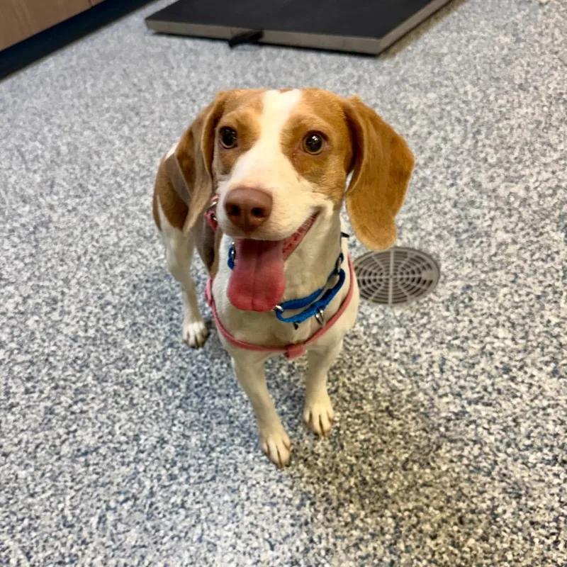 An adult small-sized female White / Cream Beagle dog named Riley for adoption in Great Falls, MT