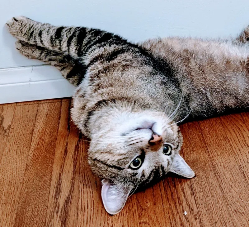 An adult medium-sized male Tabby (Brown / Chocolate) Tabby cat named Toffee for adoption in San Juan Capistrano, CA