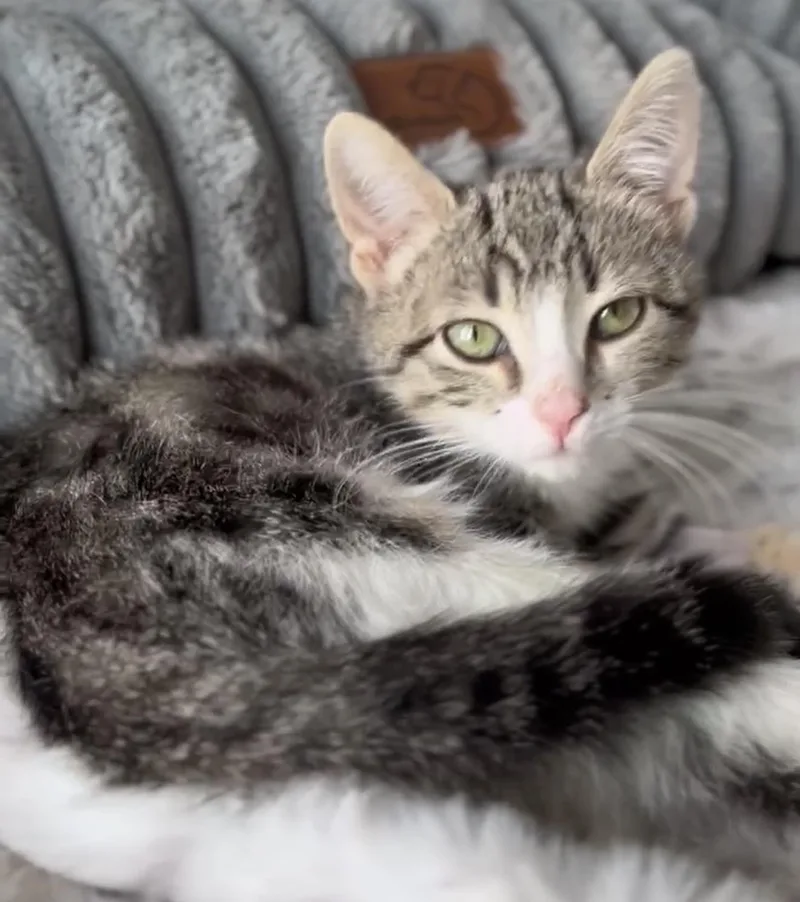 A young medium-sized female Tabby (Buff / Tan / Fawn) Domestic Short Hair cat named Chuya for adoption in Wyandotte, MI