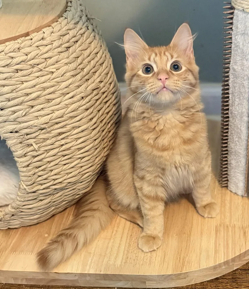 A baby medium-sized male Domestic Long Hair cat named Toji for adoption in Hixson, TN