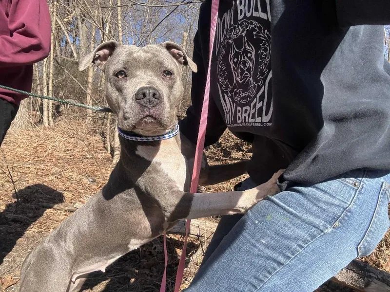 An adult large-sized female Pit Bull Terrier dog named Sriracha for adoption in Pottsville, PA