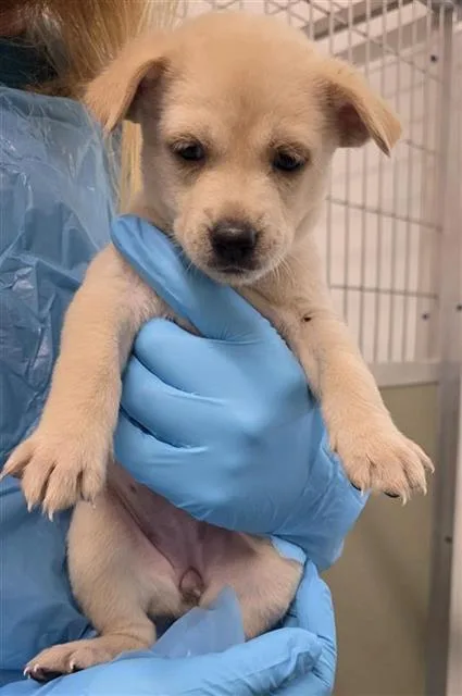 A baby medium-sized female Husky dog named Prosciutto for adoption in San Antonio, TX