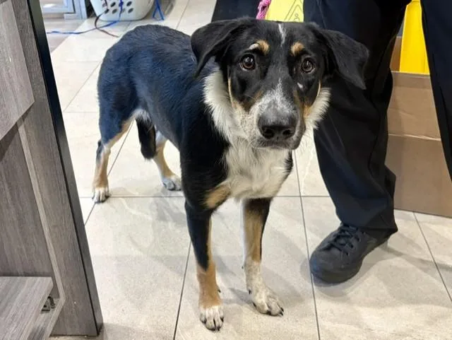 A young large-sized female Australian Shepherd dog named Inara for adoption in Garland, TX