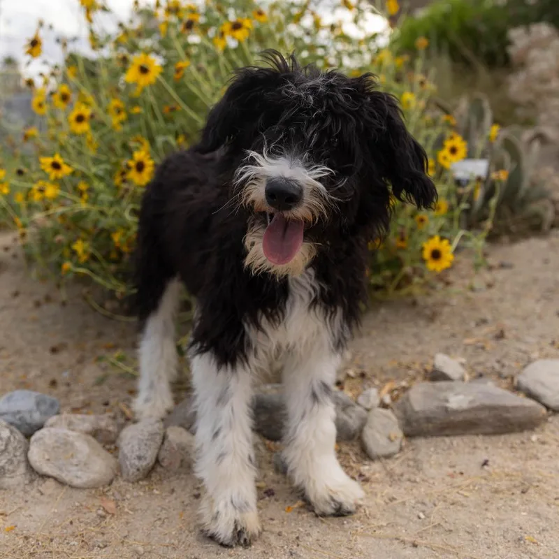 A young medium-sized female Black Poodle dog named Waffle Fry for adoption in Palm Springs, CA