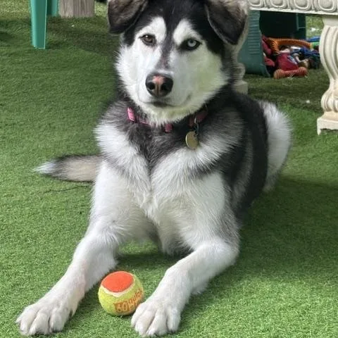 An adult medium-sized female Husky dog named Maya for adoption in Huntington, NY