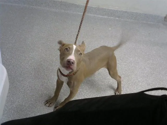 A baby small-sized female Pit Bull Terrier dog named A for adoption in Pasadena, TX
