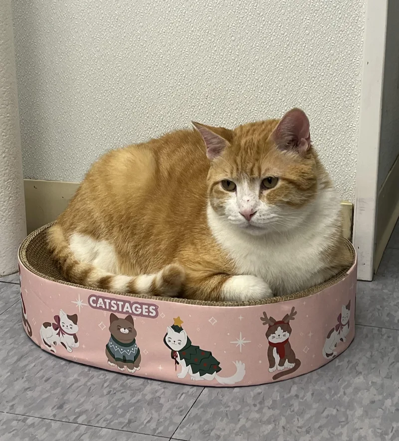 An adult large-sized male White Domestic Short Hair cat named Beau for adoption in Harrison, NY