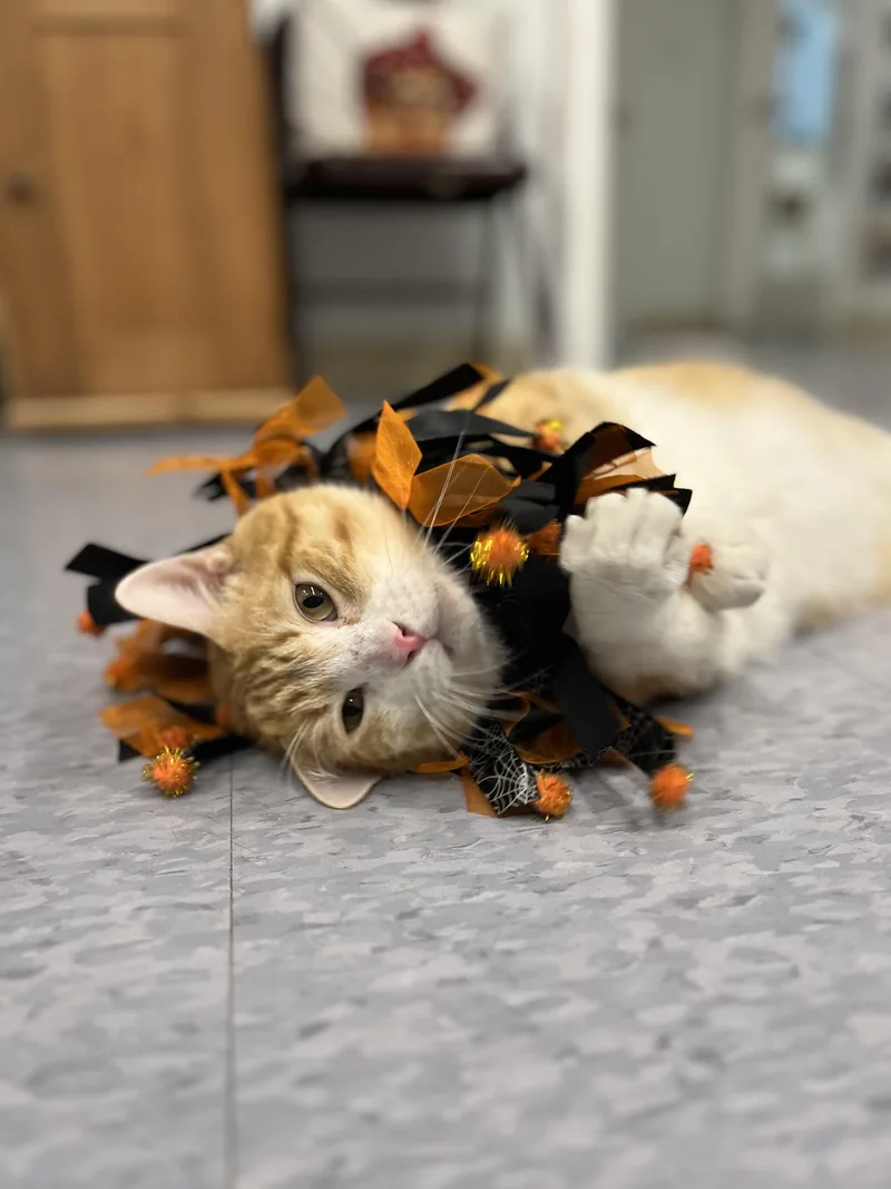 Beau thumbnail 3