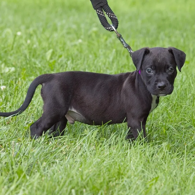 A baby medium-sized male Black Pit Bull Terrier dog named Burgundy for adoption in South Elgin, IL