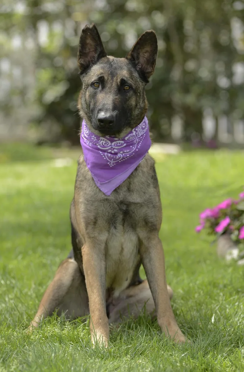 A young large-sized female Bicolor German Shepherd Dog dog named Piper for adoption in Newport Beach, CA
