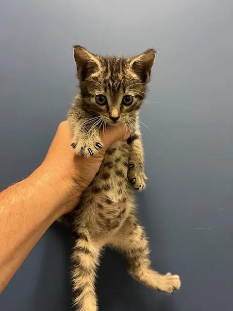 A baby small-sized female Domestic Short Hair cat named Tabby for adoption in Miami, FL