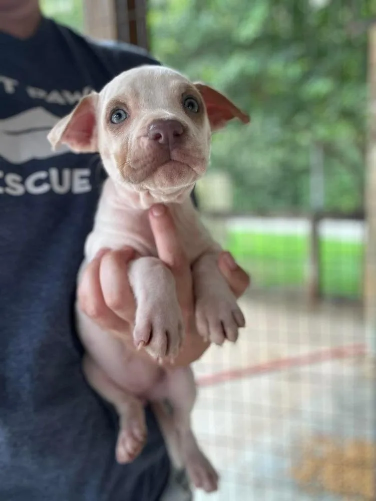 A baby large-sized female Mixed Breed dog named Cheesecake for adoption in Groveland, MA