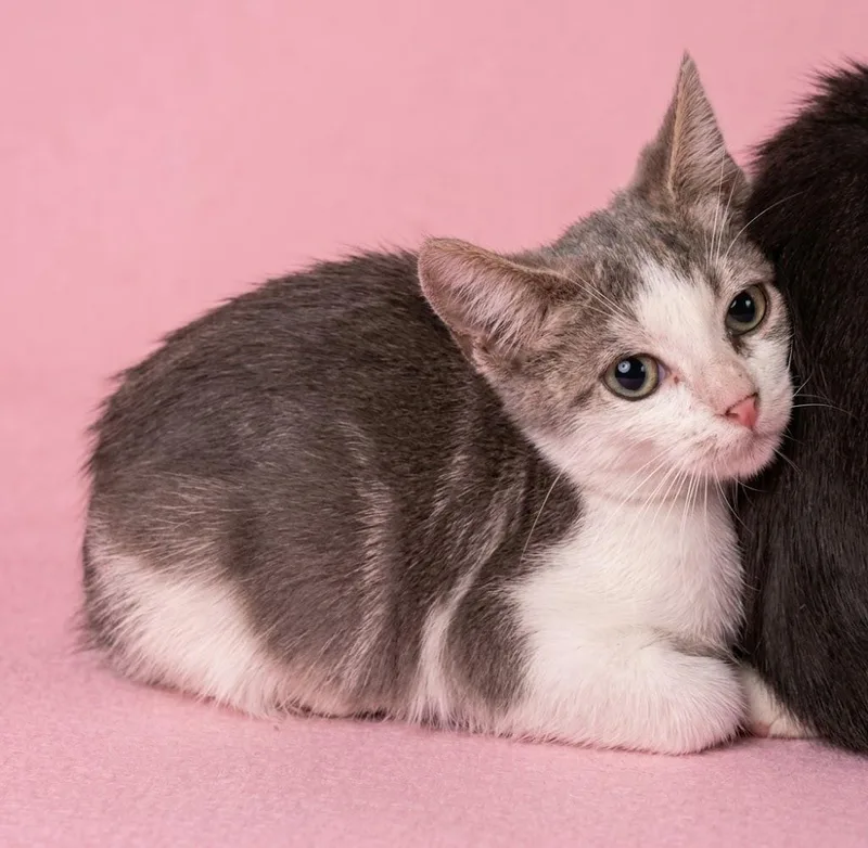 A baby small-sized female Domestic Short Hair cat named Felicity for adoption in Los Angeles, CA