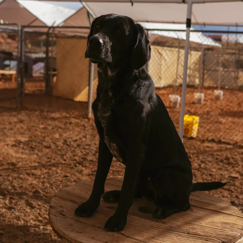 An adult medium-sized male Labrador Retriever dog named Andy for adoption in Page, AZ