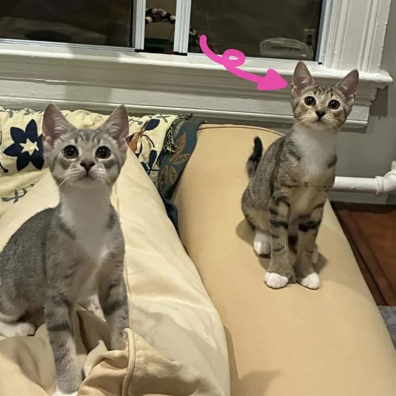 A baby small-sized female Brown / Chocolate Domestic Short Hair cat named Leaf for adoption in Oakton, VA