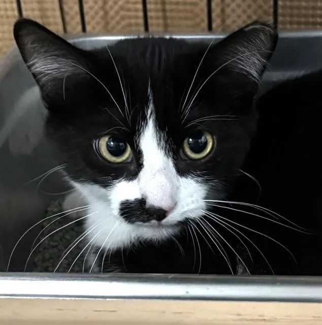 A baby medium-sized female Domestic Short Hair cat named Penguin for adoption in Dedham, MA