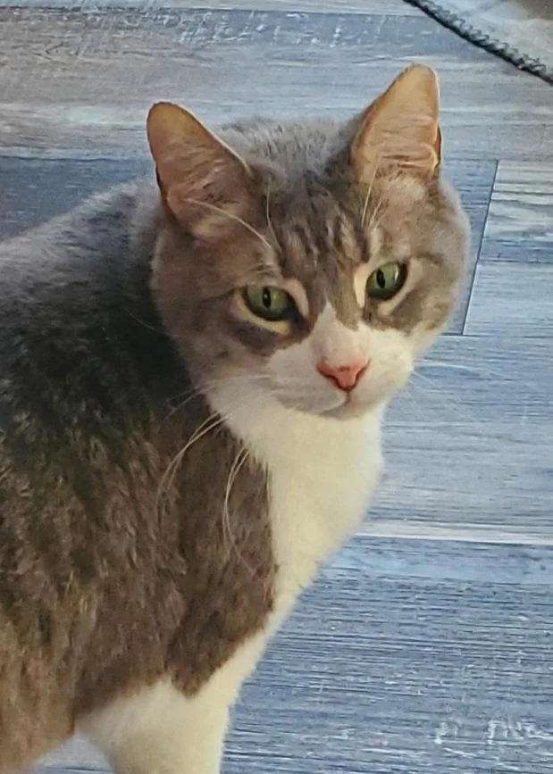 An adult medium-sized male Gray & White Domestic Short Hair cat named Monte for adoption in Camden, TN