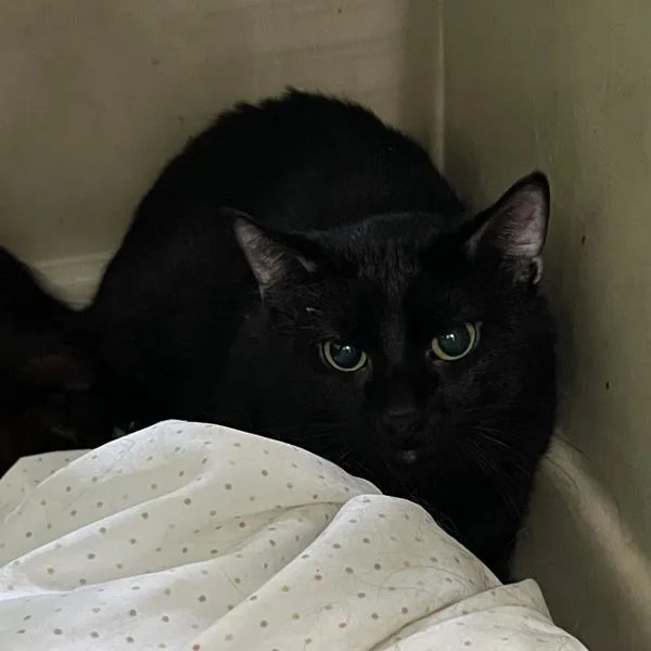An adult small-sized male Domestic Short Hair cat named Kory Bonded Buddy With for adoption in Des Moines, IA