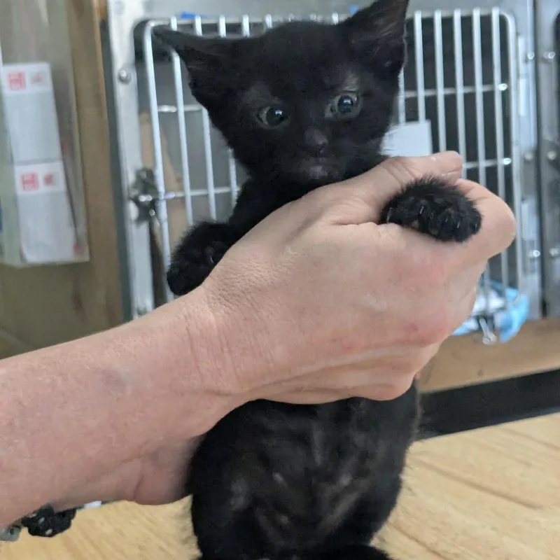 A baby small-sized male Black Domestic Short Hair cat named Tiger for adoption in San Antonio, TX