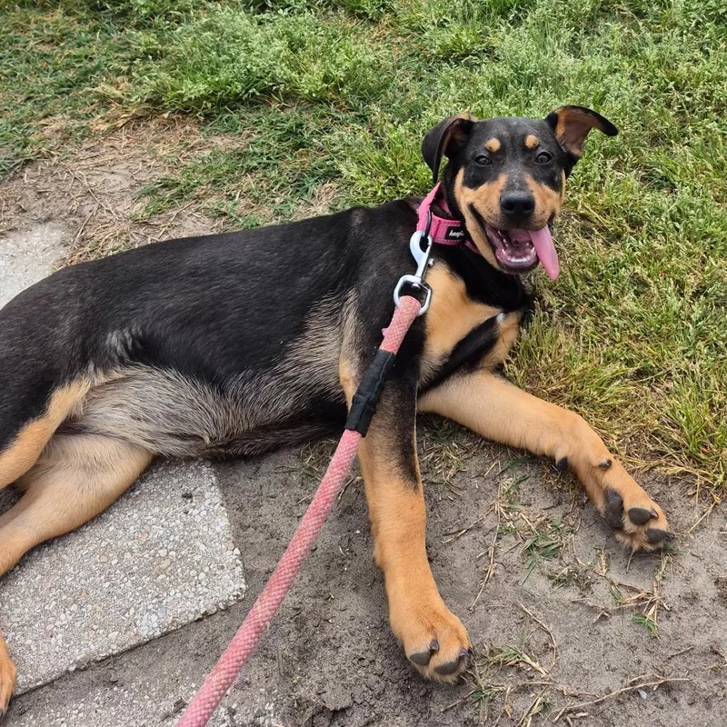 A baby medium-sized female Black Redbone Coonhound dog named Greta for adoption in Myrtle Beach, SC