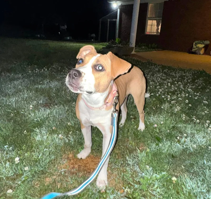 A baby medium-sized female Terrier dog named Fallon Ss In Ms for adoption in Warwick, RI