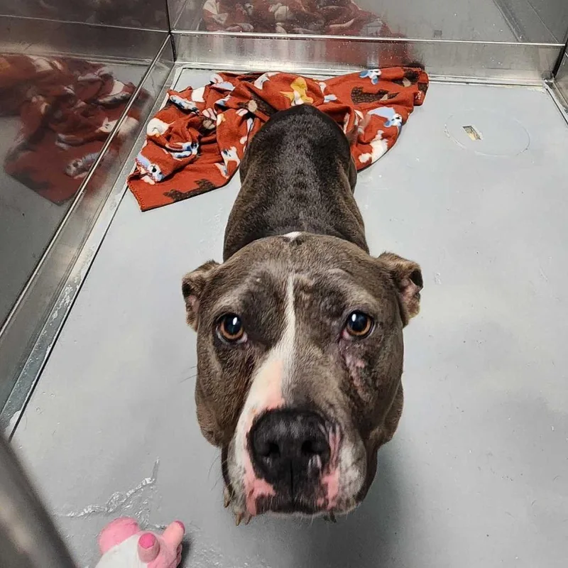 An adult medium-sized female Gray / Blue / Silver Mixed Breed dog named Bounce House for adoption in Davenport, IA