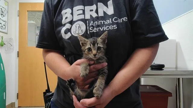 A baby small-sized male Domestic Short Hair cat named Maurice for adoption in Albuquerque, NM