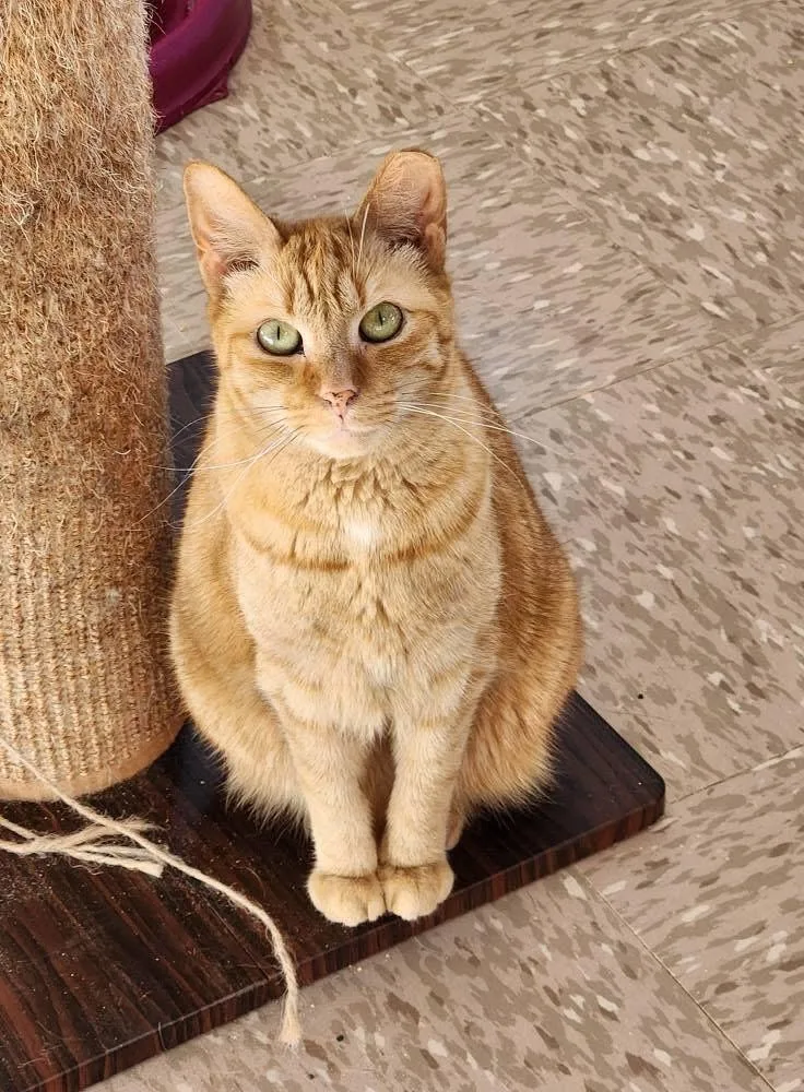 An adult medium-sized female Tabby (Orange / Red) Domestic Short Hair cat named Rusty for adoption in Grand Rapids, MI