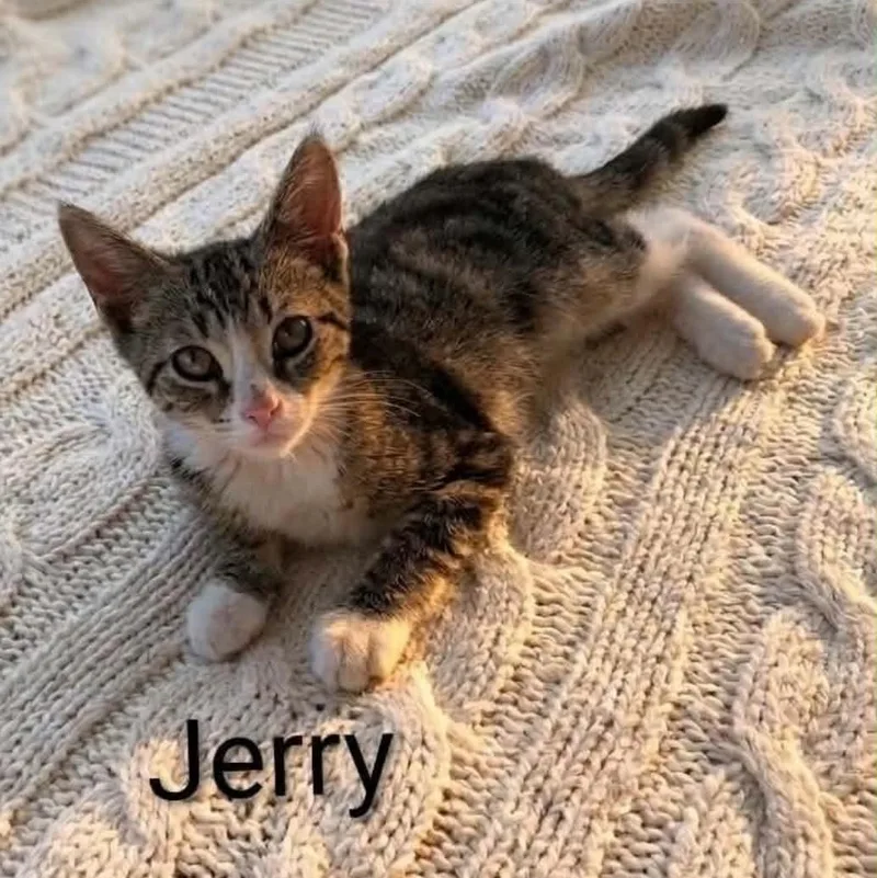 A baby medium-sized male Tabby (Brown / Chocolate) Tabby cat named Jerry for adoption in Wyandotte, MI