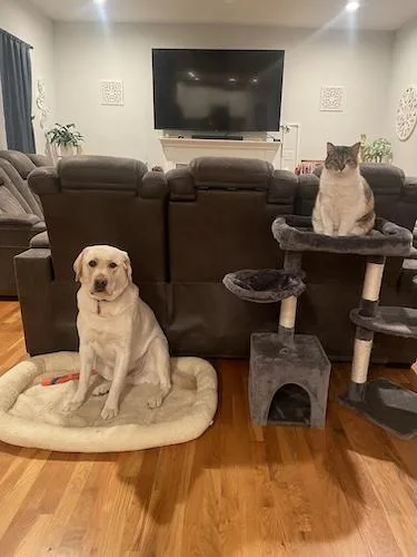 Marshall thumbnail 3