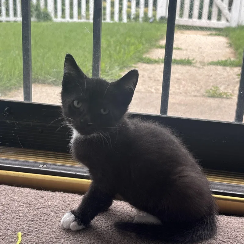 A baby medium-sized male Black & White / Tuxedo Domestic Short Hair cat named Lincoln for adoption in Beltsville, MD