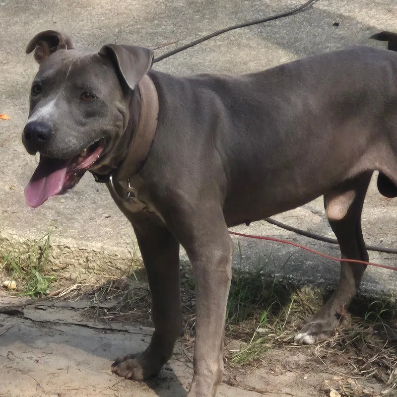 An adult medium-sized male Gray / Blue / Silver Mixed Breed dog named StrayLaceyOakCourt for adoption in Columbus, GA