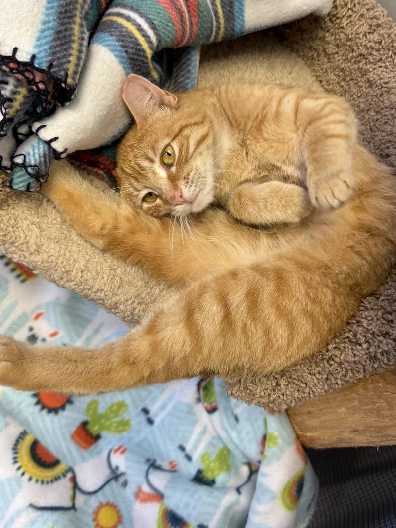 A young medium-sized female Tabby (Orange / Red) Domestic Short Hair cat named Amber for adoption in Hamburg, NY
