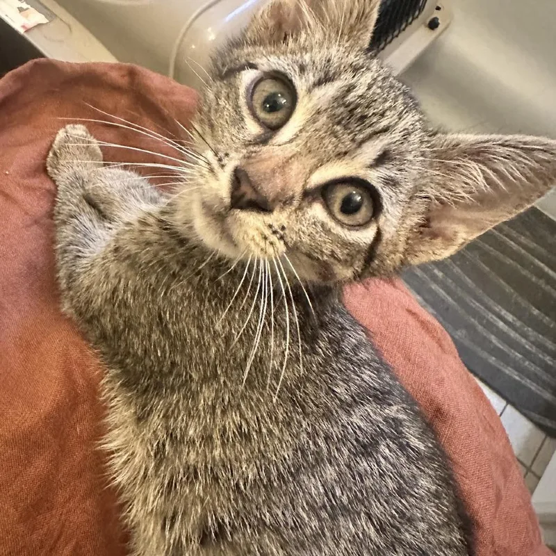 A baby small-sized female Gray / Blue / Silver Domestic Short Hair cat named Little Vanni for adoption in Brooklyn, NY