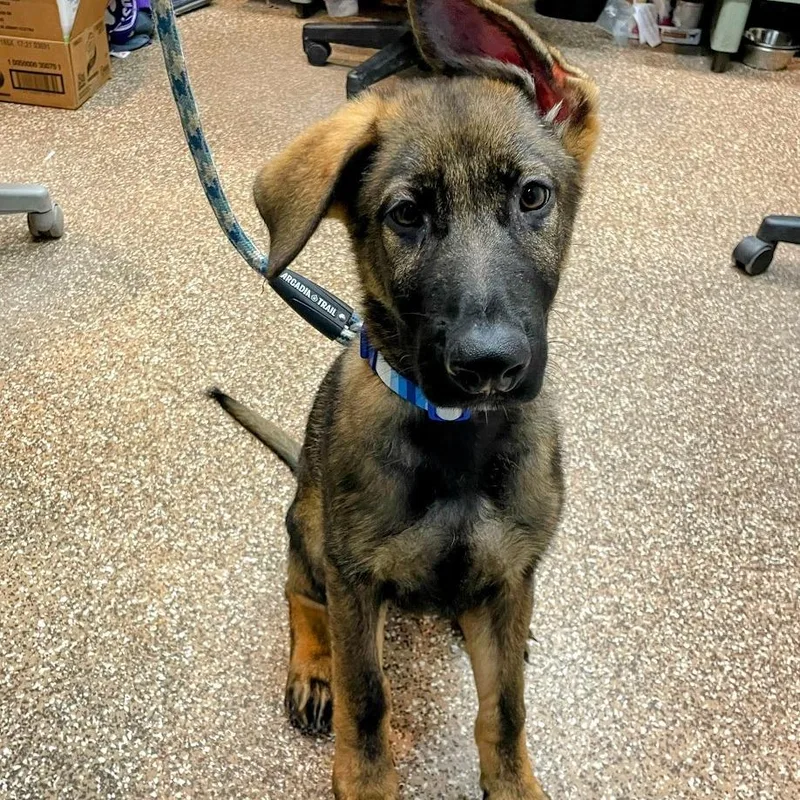 A young large-sized male Brown / Chocolate German Shepherd Dog named Wally for adoption in Verona, VA