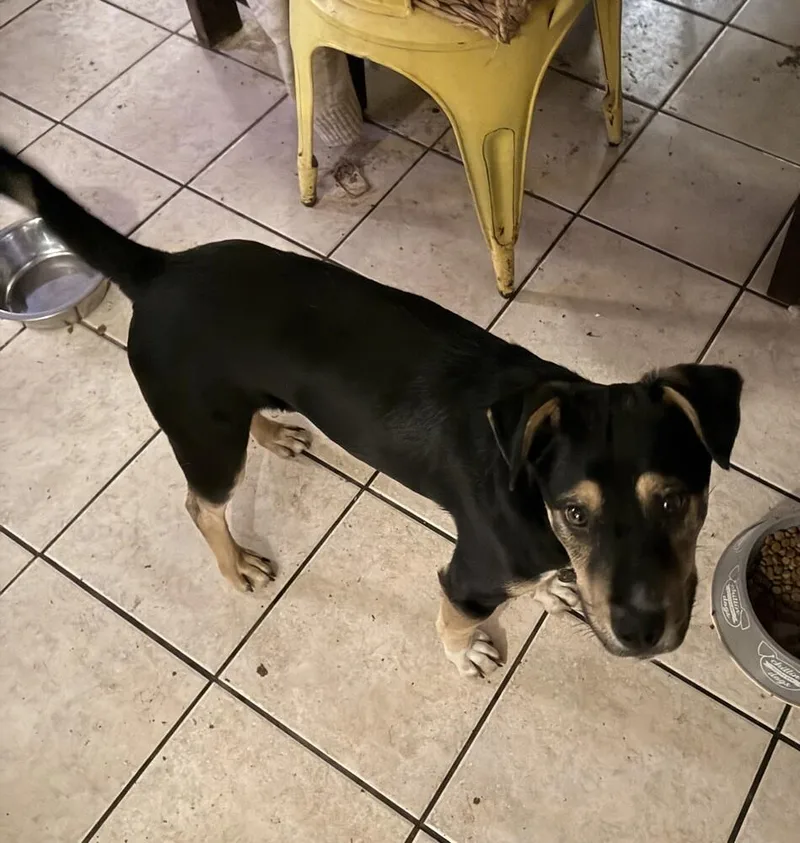 A young medium-sized male Shepherd dog named Batman for adoption in Thornton, CO