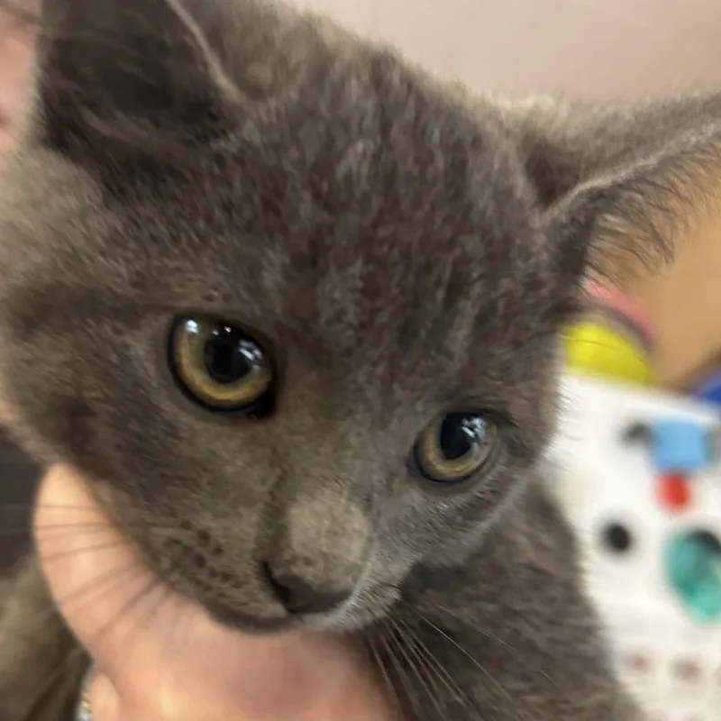 A baby small-sized female Gray / Blue / Silver Domestic Short Hair cat named Stormie for adoption in Hanna City, IL