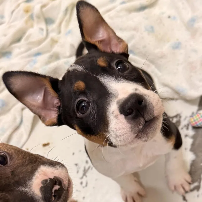 A baby small-sized female Black Bull Terrier dog named Vinca for adoption in Evansville, IN