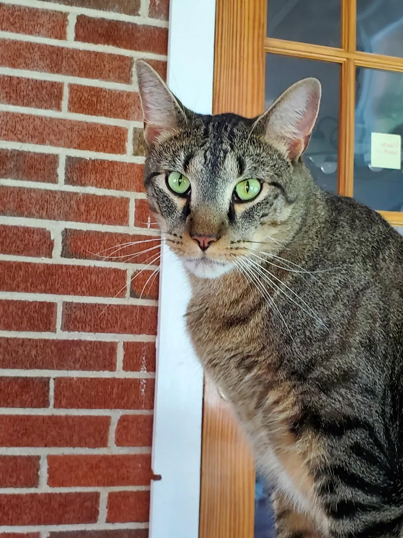 An adult large-sized male Domestic Short Hair cat named Pez for adoption in Camden, TN