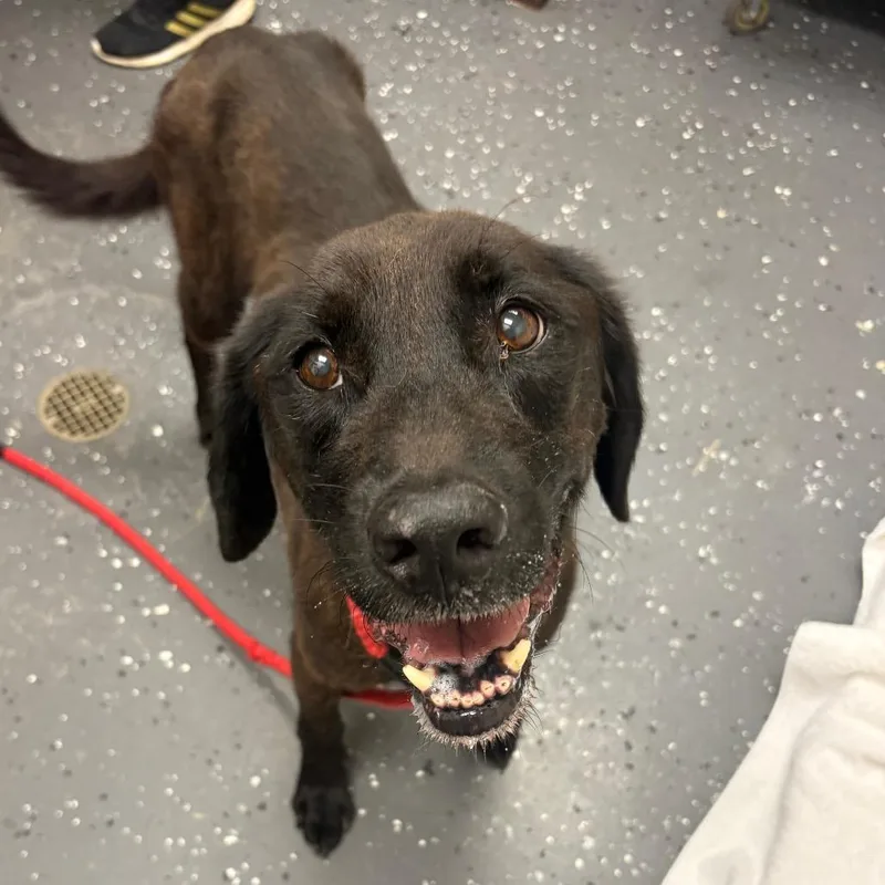 An adult medium-sized male Black Mixed Breed dog named Bubby for adoption in Columbiana, AL