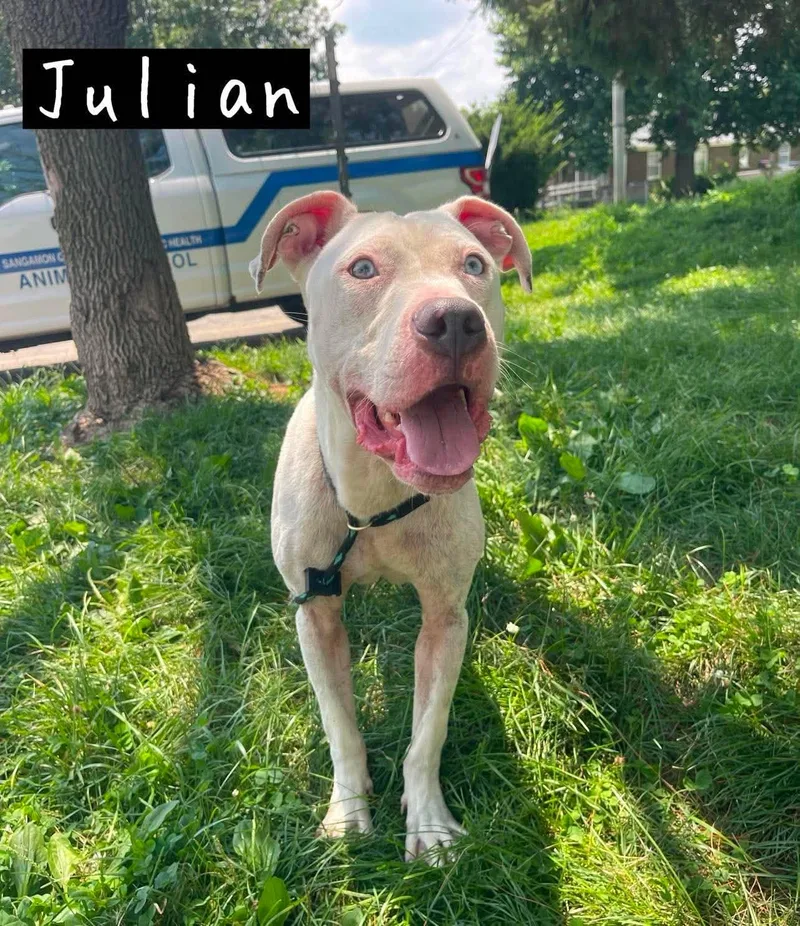 A young medium-sized male White / Cream Pit Bull Terrier dog named Julian for adoption in Springfield, IL