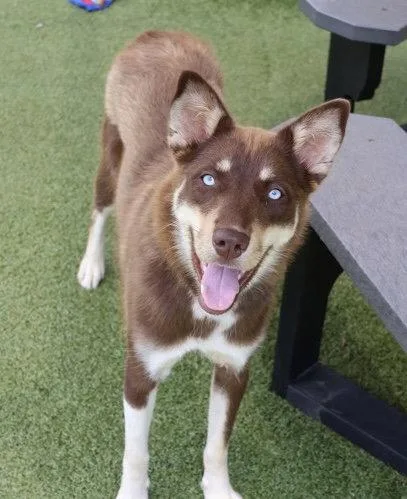 A young medium-sized female Husky dog named Nani Athens for adoption in Rockaway, NJ