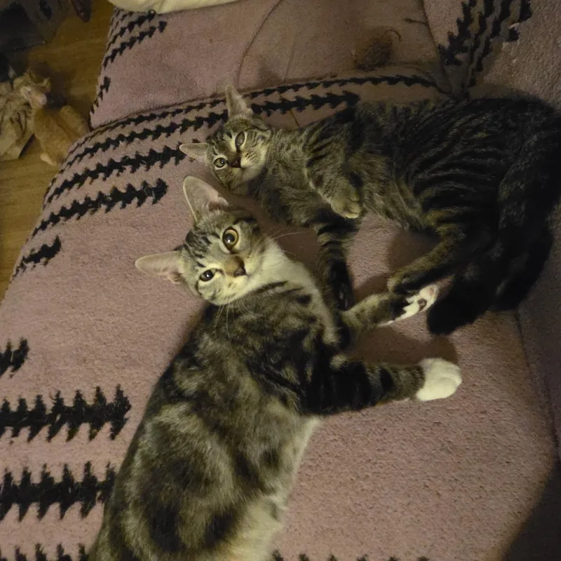 A baby small-sized female Domestic Short Hair cat named Buffy Sylvia and for adoption in Milwaukee, WI
