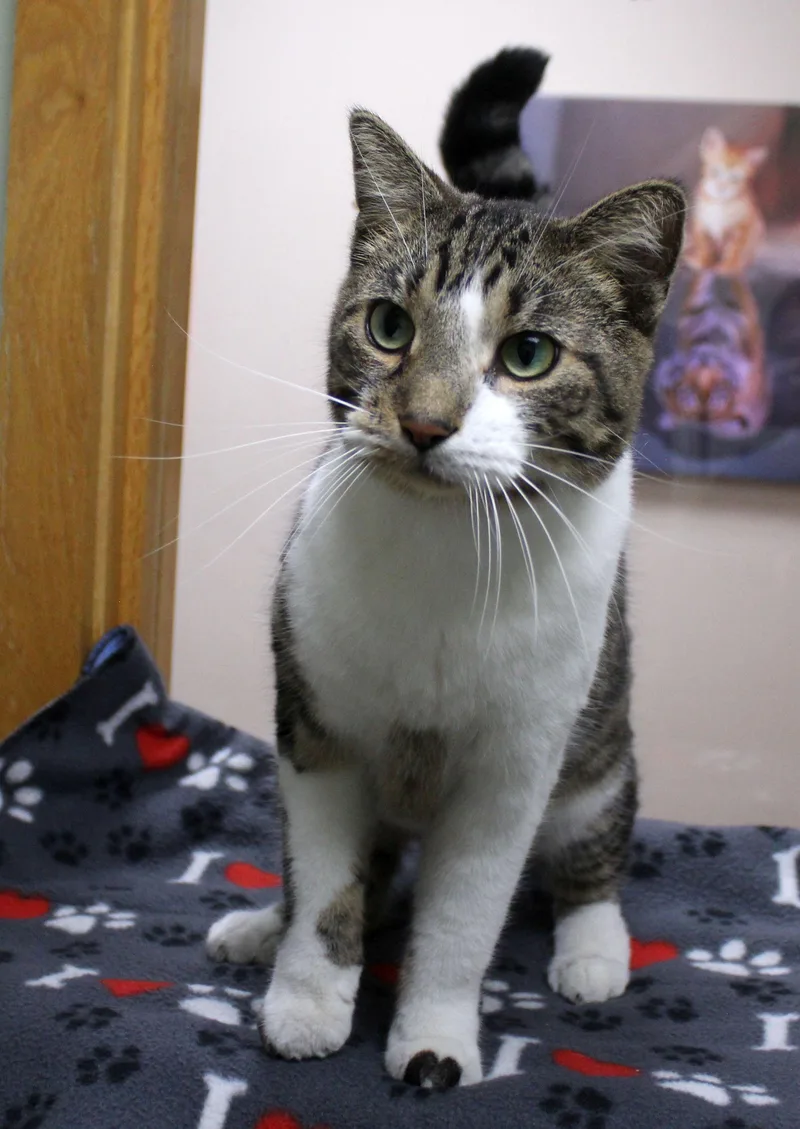 An adult large-sized male Domestic Short Hair cat named Ali for adoption in Portage, WI
